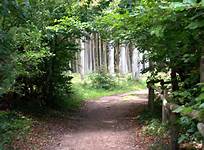 Bild Wald