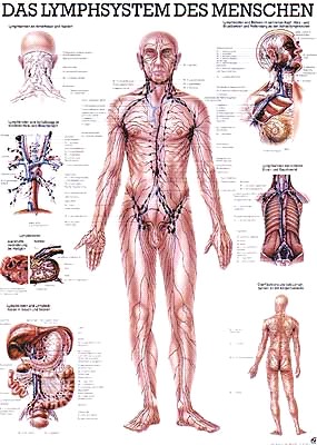 lymphe